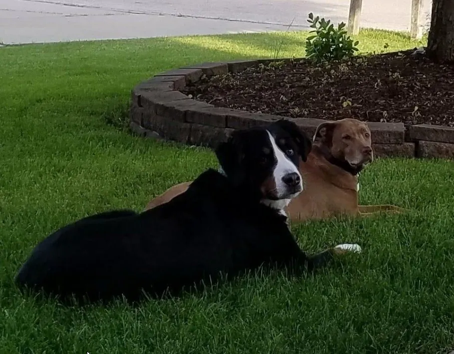 Reliable lawn care service experts serving Lake Zurich, IL - Turf Guys