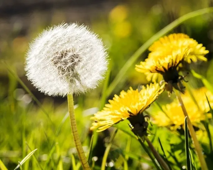 Local lawn mowing service with custom design across Lake Zurich, IL - Turf Guys