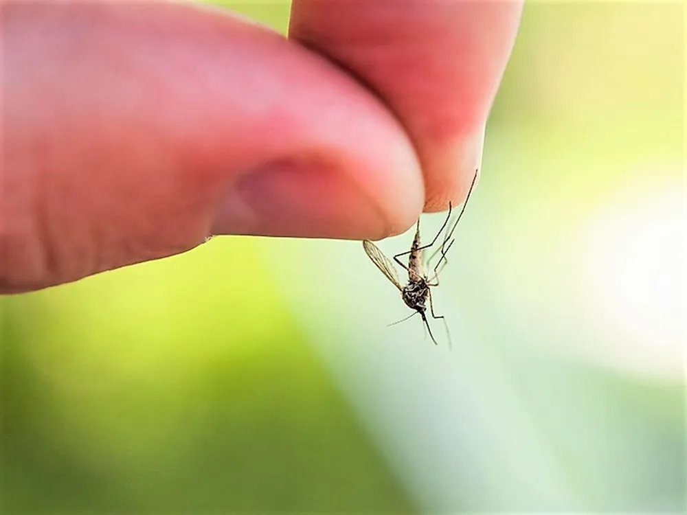 Professional lawn mowing service in Lake Zurich, IL by Turf Guys