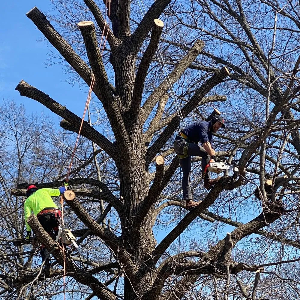 Affordable lawn care service experts serving Manchester, MO - Turf Guys Lawn and Landscape