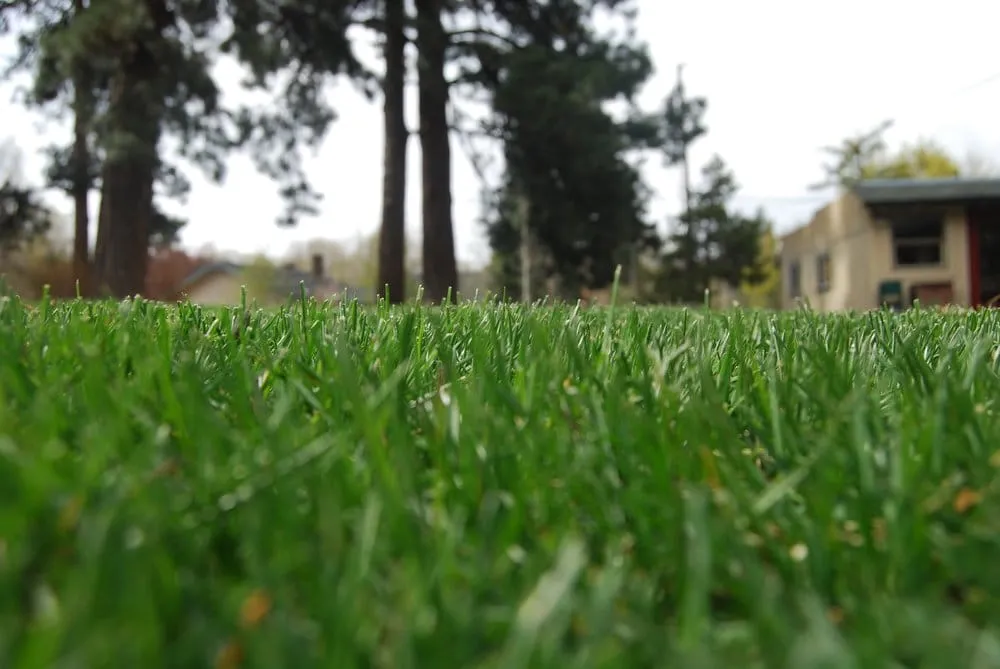 Trusted residential landscaping in Bend, OR - Turf Landscape Management
