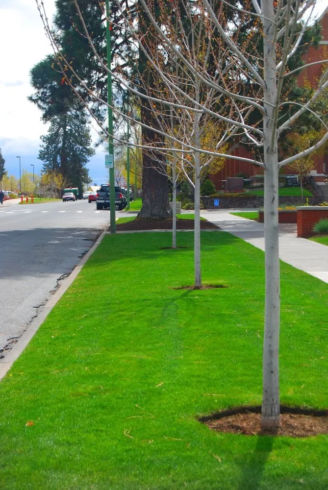 Affordable yard cleanup service in Bend, OR by Turf Landscape Management