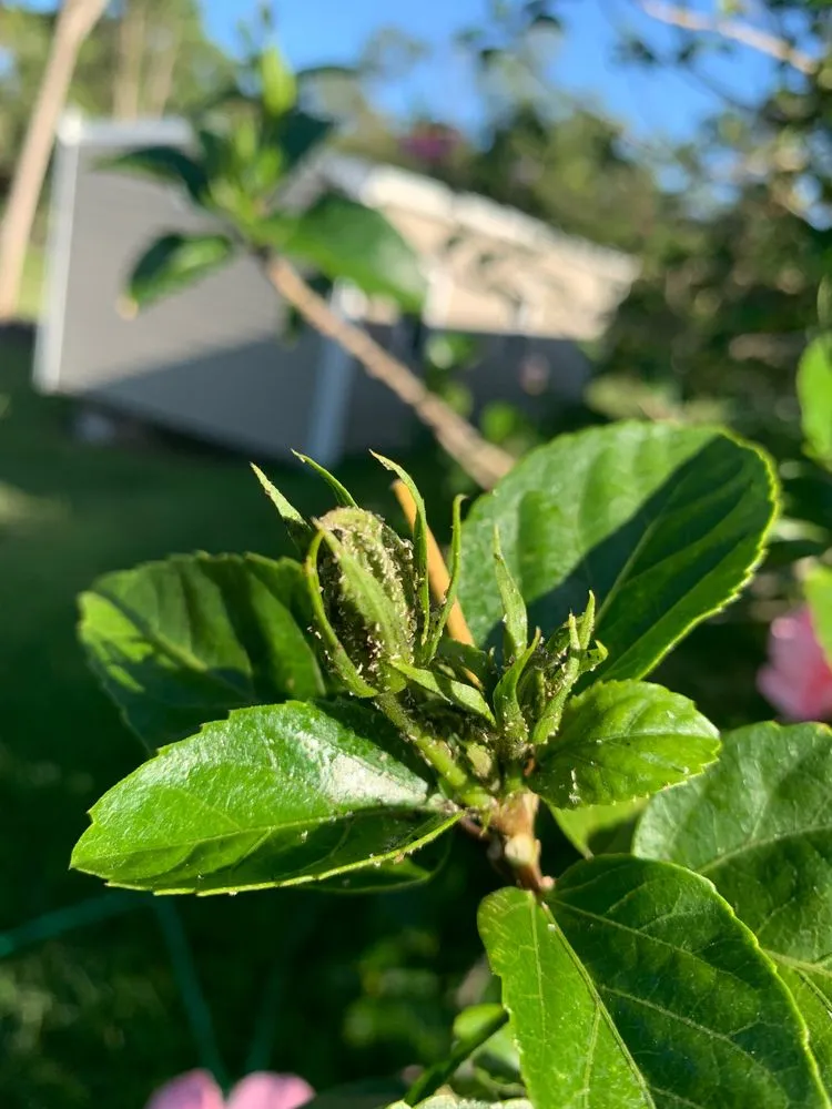 Expert garden landscaping in Jupiter, FL by Turf Life Pest Control