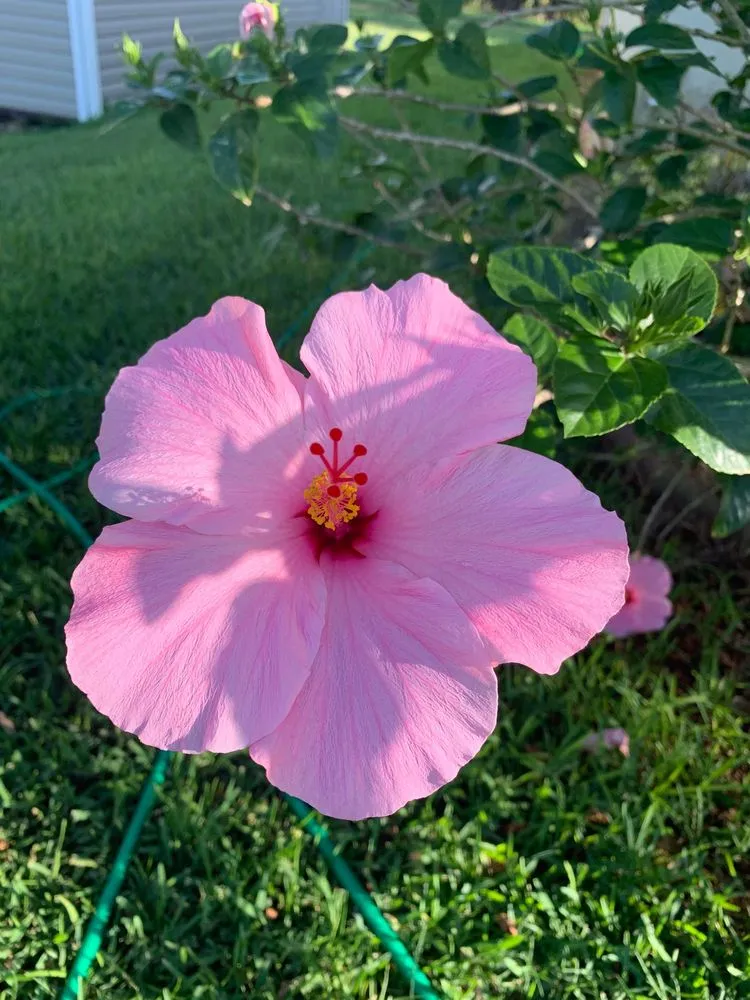 Trusted yard cleanup service in Jupiter, FL by Turf Life Pest Control