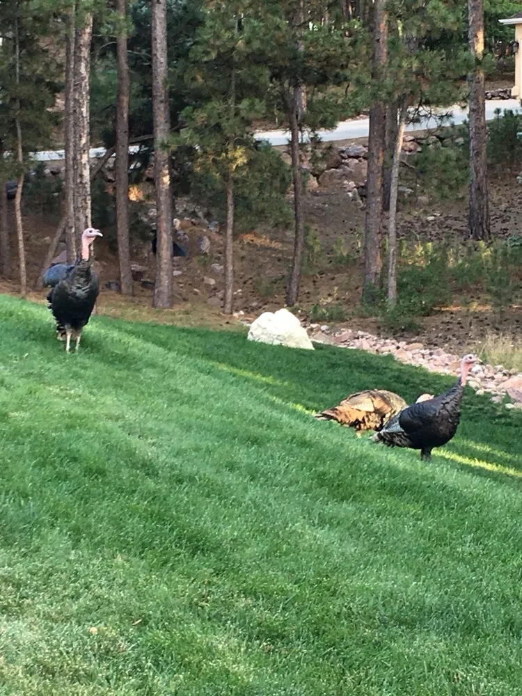 Top-rated lawn mowing service experts serving Colorado Springs, CO - Turf Master