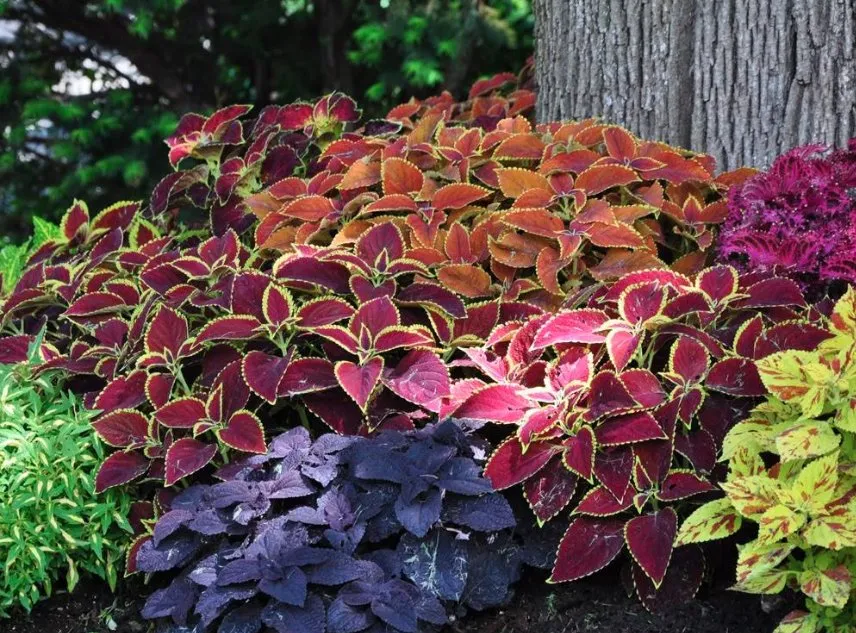 Custom garden landscaping near you in North Little Rock, AR by Turf Master