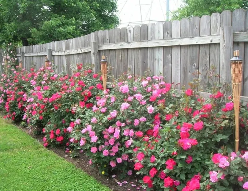 Expert landscape installation for homes across North Little Rock, AR - Turf Master