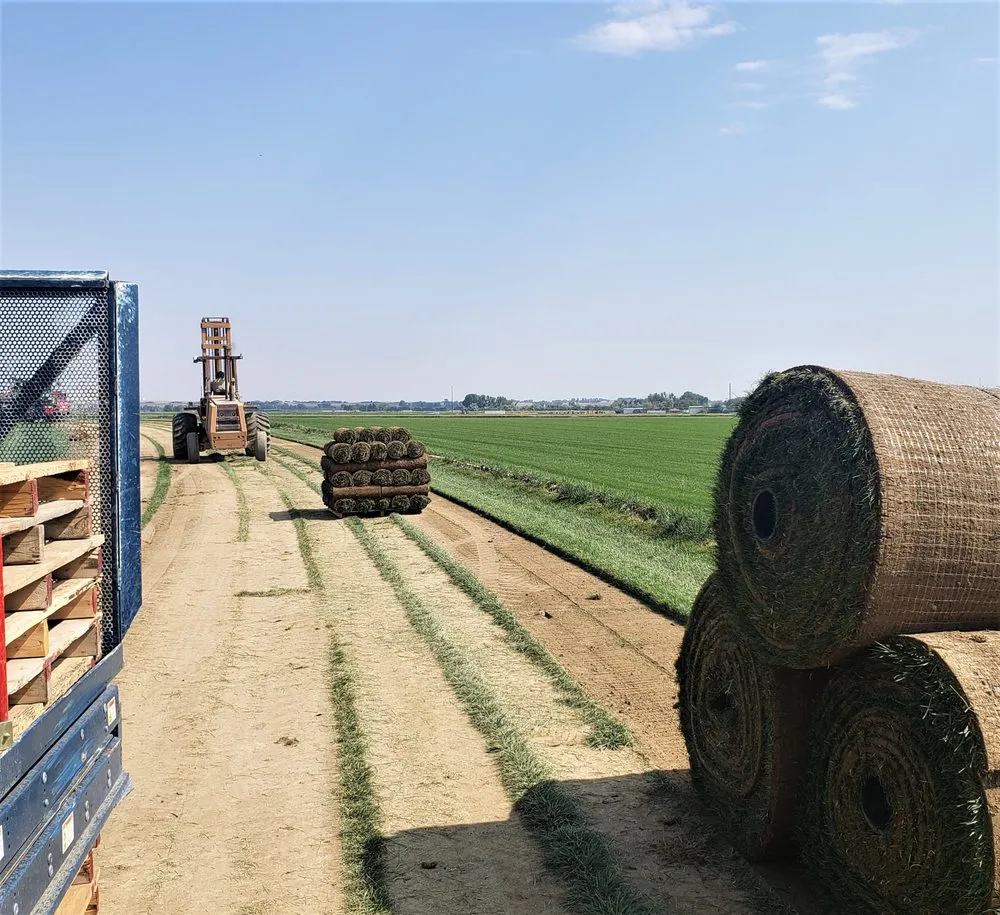 Local landscape design in Fort Collins, CO - Turf Master Sod Farm