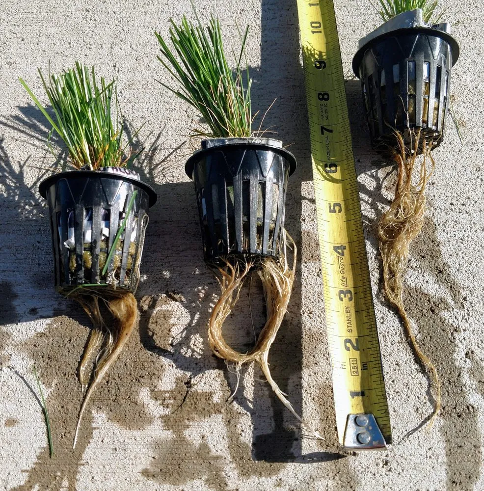 Affordable landscaping services for residential properties in Fort Collins, CO by Turf Master Sod Farm