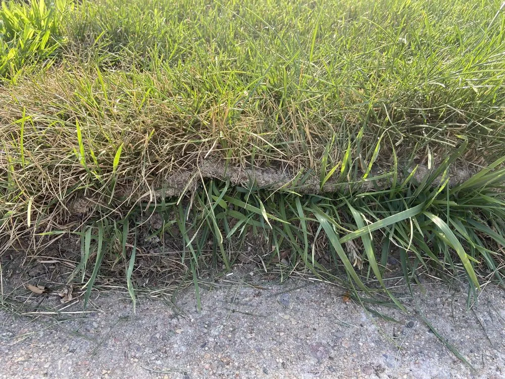Custom garden landscaping in Fort Collins, CO by Turf Master Sod Farm