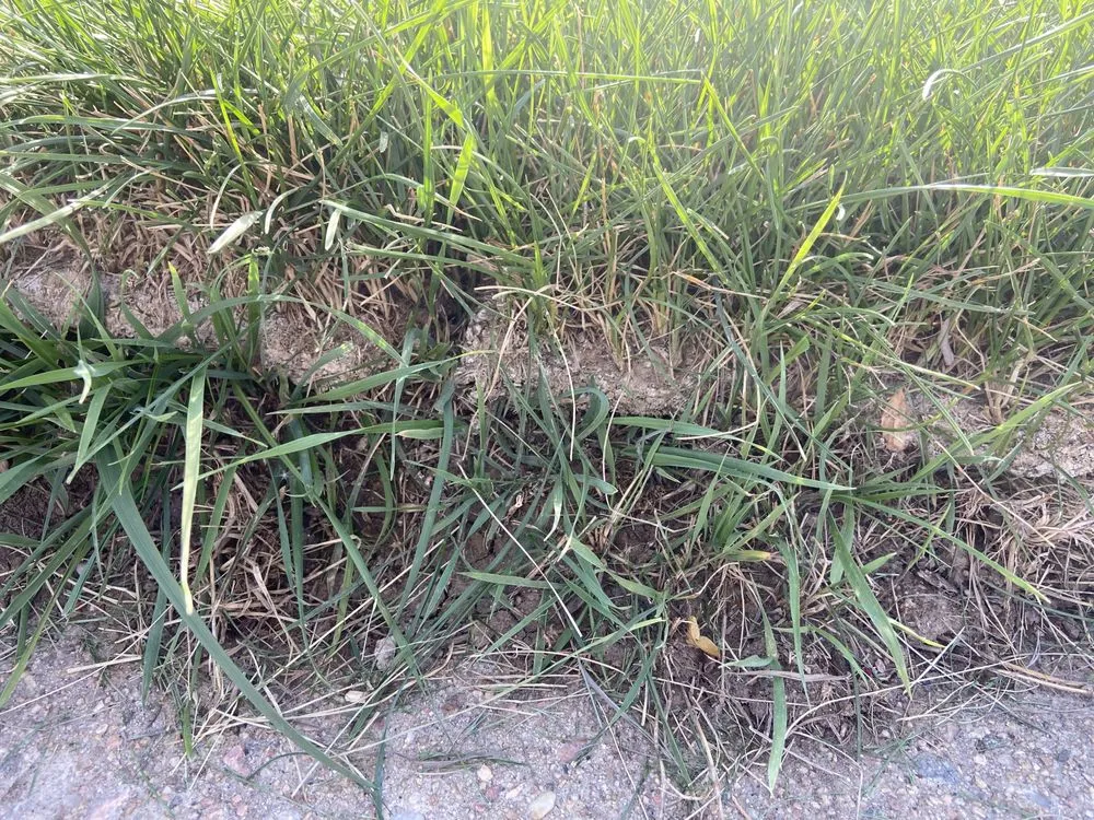 Trusted yard cleanup service for beautiful yards across Fort Collins, CO - Turf Master Sod Farm