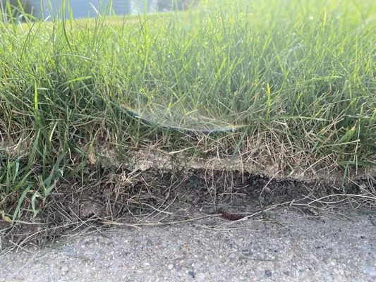 Turf Master Sod Farm Logo