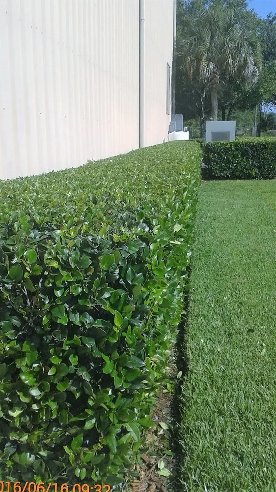 Professional lawn care service in Jacksonville, FL by Turf-Masters