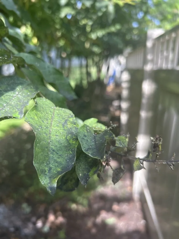 Reliable garden landscaping in Alpharetta, GA by Turf Masters Lawn Care