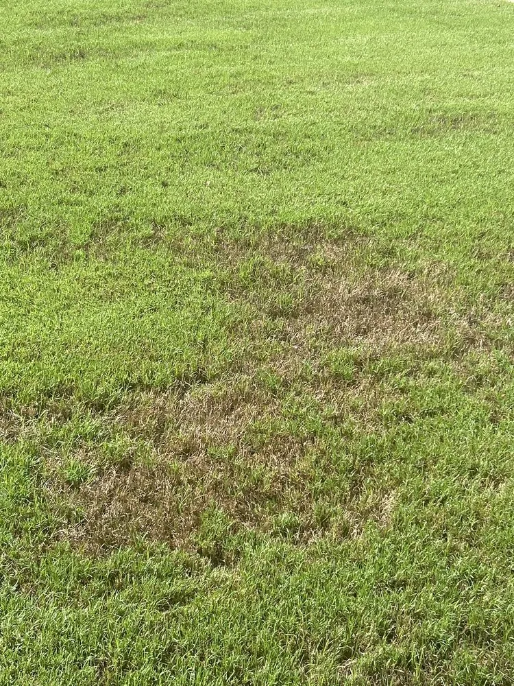 Top-rated yard cleanup service for homes in Alpharetta, GA by Turf Masters Lawn Care