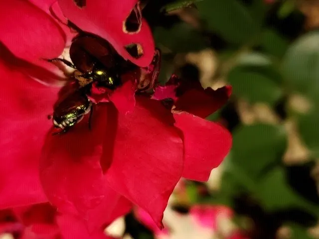 Trusted garden landscaping experts serving Greenville, SC - Turf Masters Lawn Care