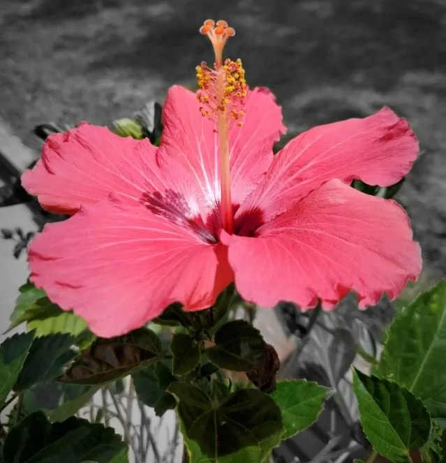 Reliable lawn care service with custom design across Greenville, SC - Turf Masters Lawn Care