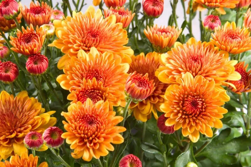 Trusted landscaping services with custom design across Norcross, GA - Turf Masters Lawn Care