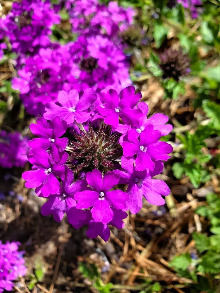 Reliable yard cleanup service in Norcross, GA - Turf Masters Lawn Care