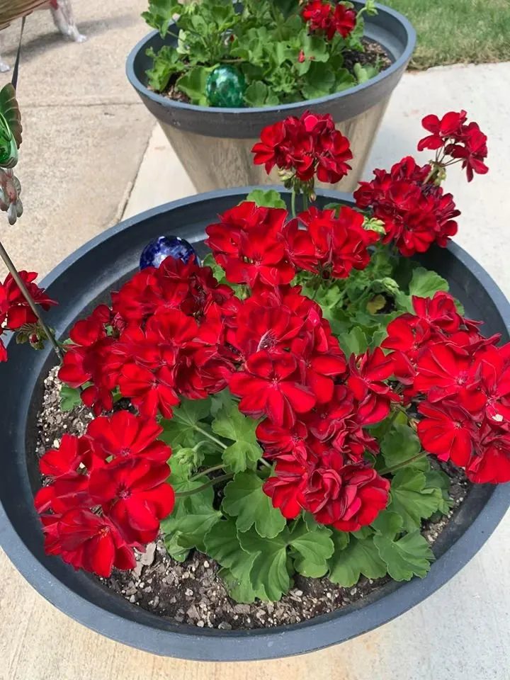 Custom yard maintenance experts serving Norcross, GA - Turf Masters Lawn Care