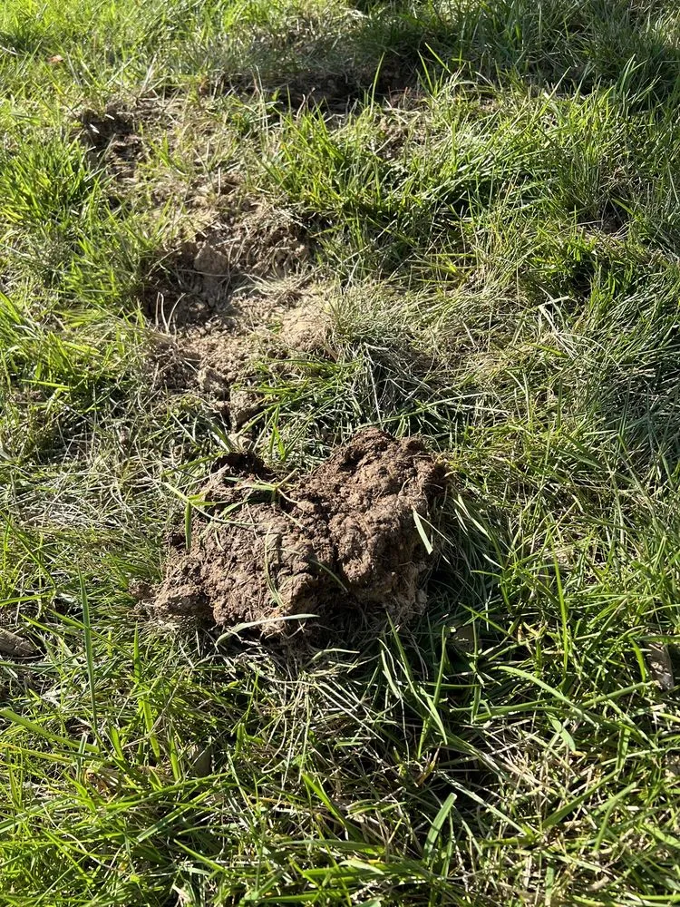 Trusted yard cleanup service near you in Spring Hill, TN by Turf Masters Lawn Care