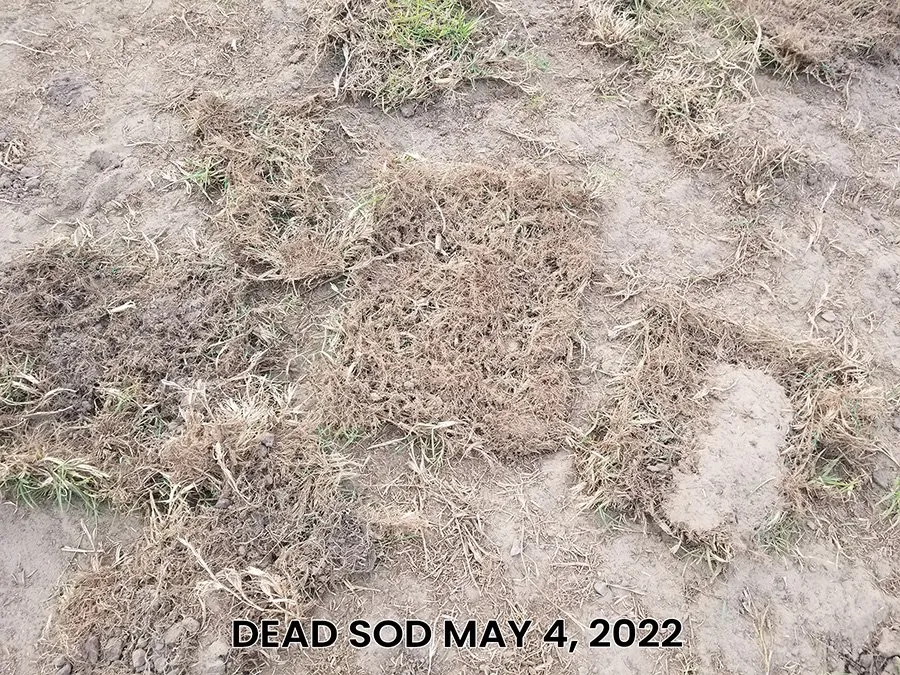 Top-rated landscape design for homes in Wilmington, NC by Turf Masters Sod Farms