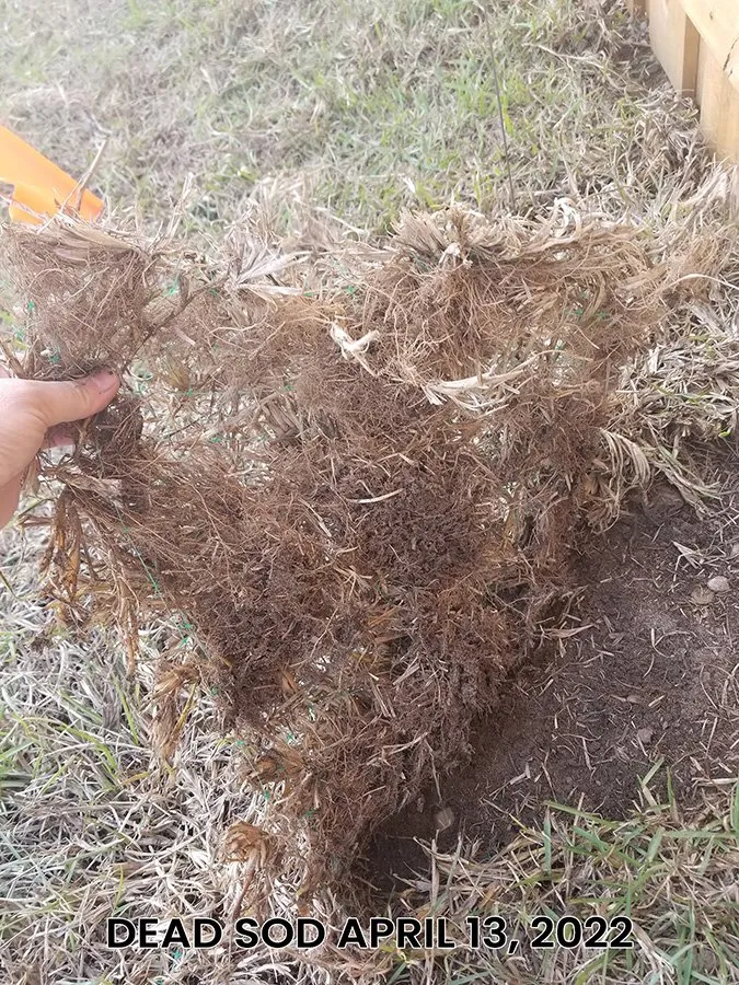 Custom outdoor landscaping in Wilmington, NC by Turf Masters Sod Farms