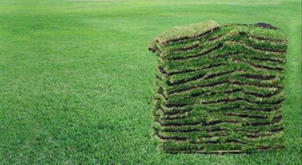 Top-rated outdoor landscaping for year-round maintenance across Wilmington, NC - Turf Masters Sod Farms