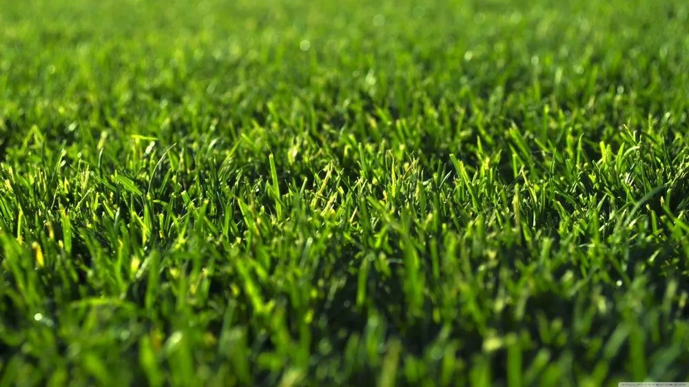 Professional yard cleanup service near you in Wilmington, NC by Turf Masters Sod Farms