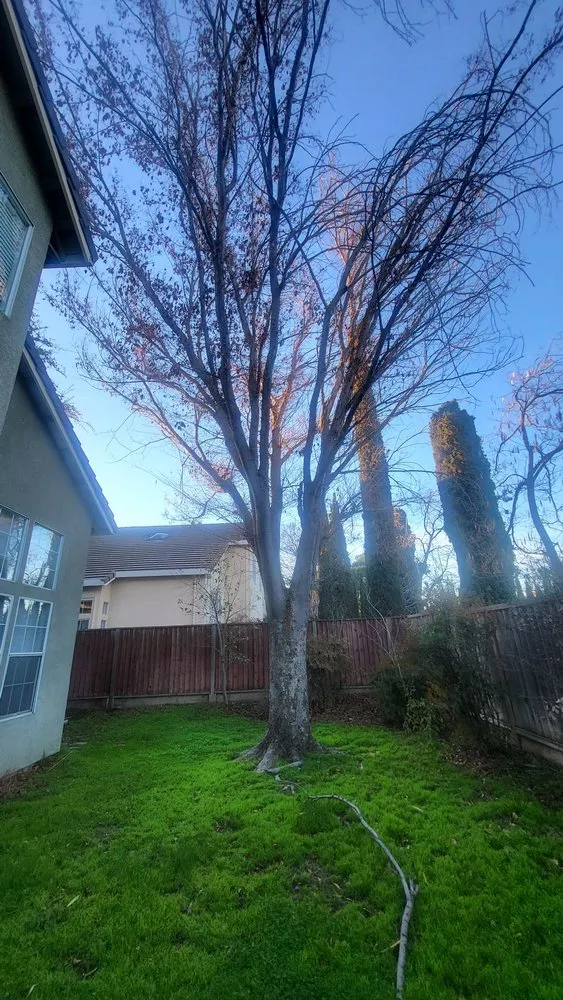 Local yard maintenance for outdoor upgrades across Tracy, CA - Turf-N-Tree