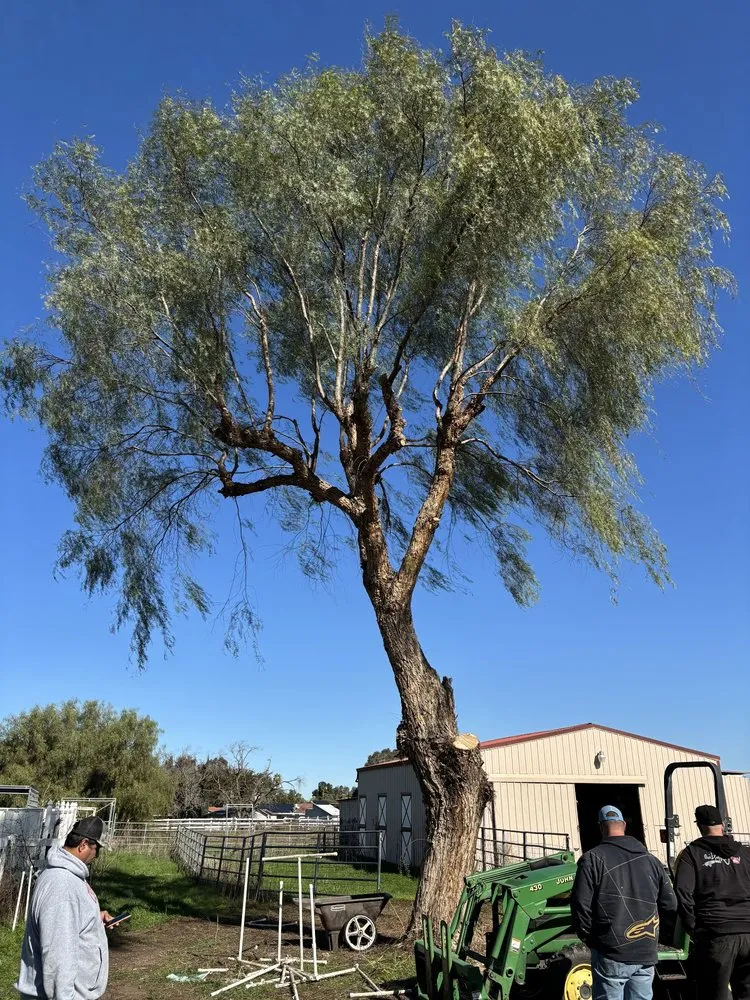 Professional residential landscaping for homes in Tracy, CA by Turf-N-Tree