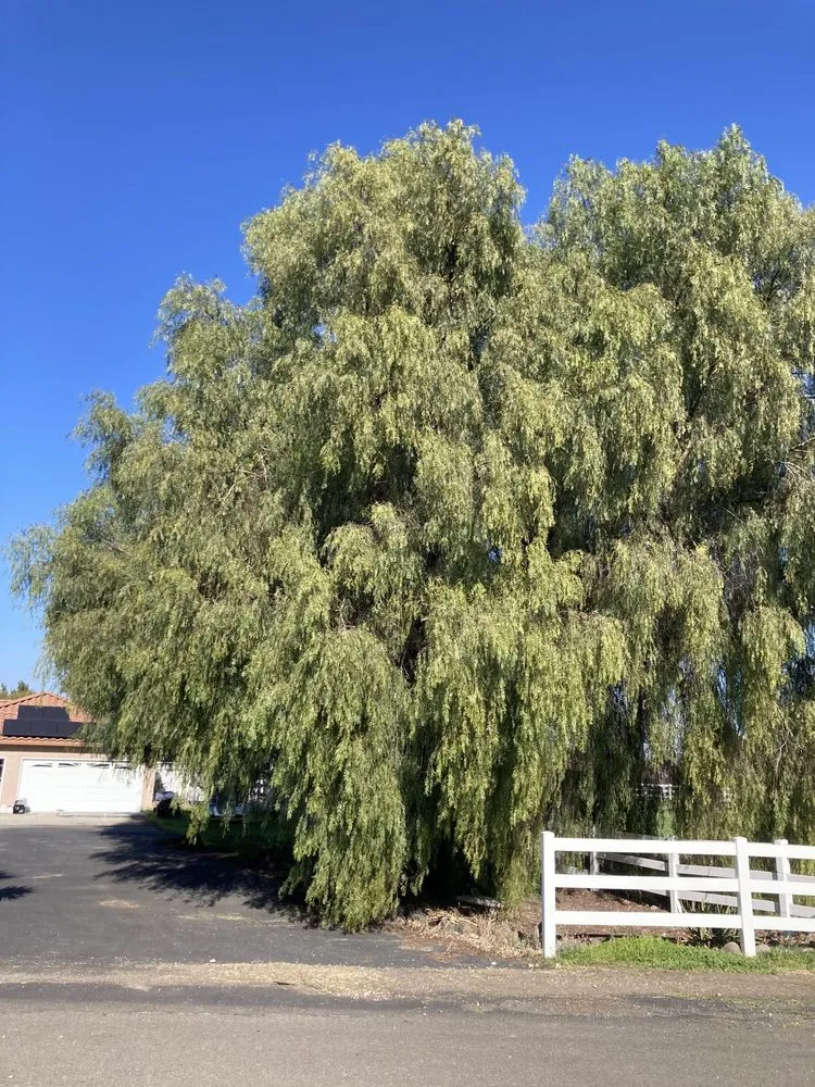 Expert landscape installation near you in Tracy, CA by Turf-N-Tree