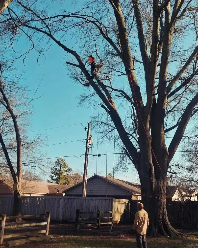 Reliable yard maintenance in Memphis, TN - Turf Nurse Tree & Outdoor Services