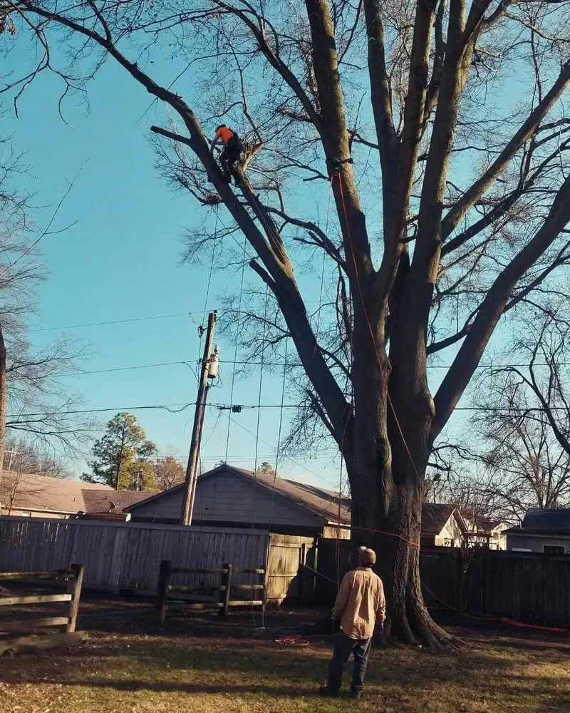 Professional residential landscaping with custom design across Memphis, TN - Turf Nurse Tree & Outdoor Services