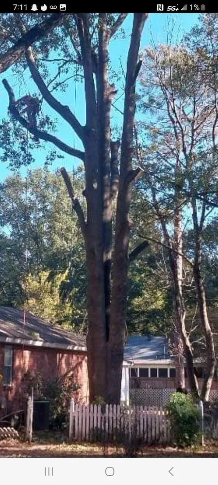 Trusted lawn care service experts serving Memphis, TN - Turf Nurse Tree & Outdoor Services