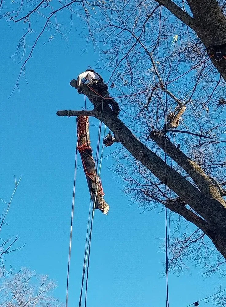 Top-rated yard cleanup service experts serving Memphis, TN - Turf Nurse Tree & Outdoor Services