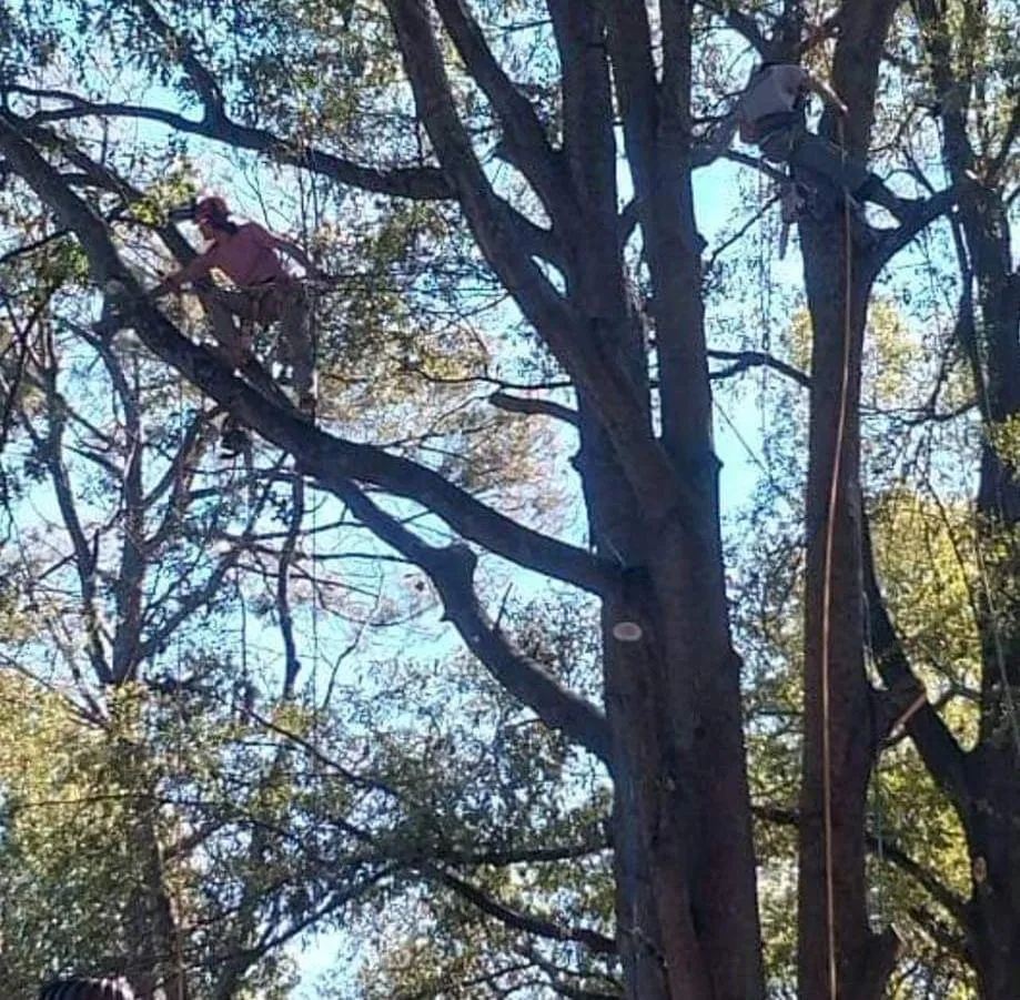 Top-rated garden landscaping in Memphis, TN - Turf Nurse Tree & Outdoor Services