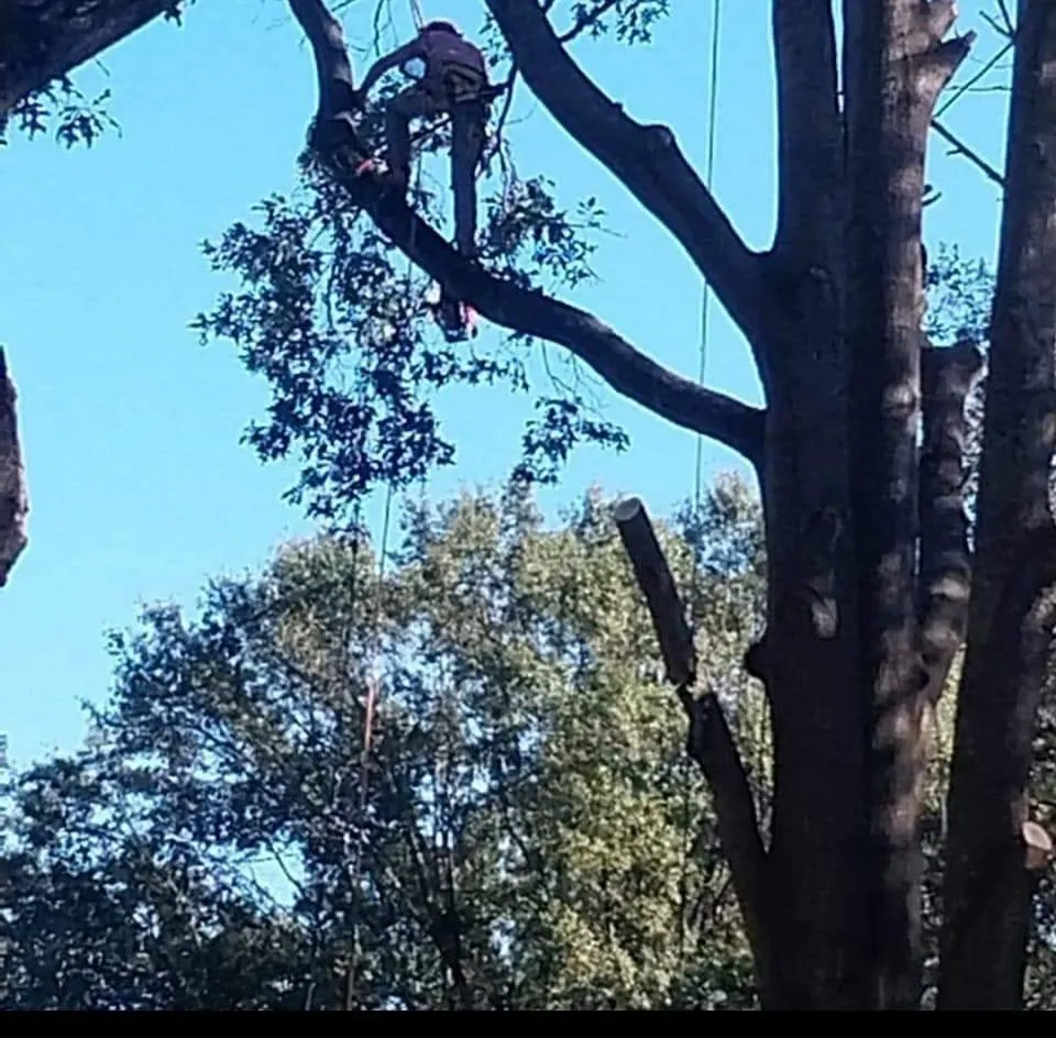 Affordable landscape installation in Memphis, TN - Turf Nurse Tree & Outdoor Services