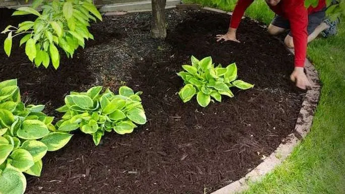 Professional yard cleanup service experts serving Cypress, TX - Turf Plus Outdoor Living