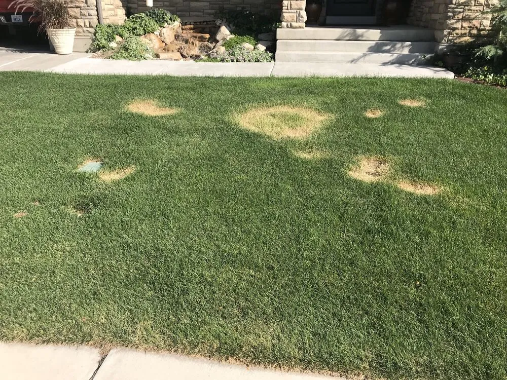 Reliable yard maintenance for homes across Provo, UT - Turf Plus