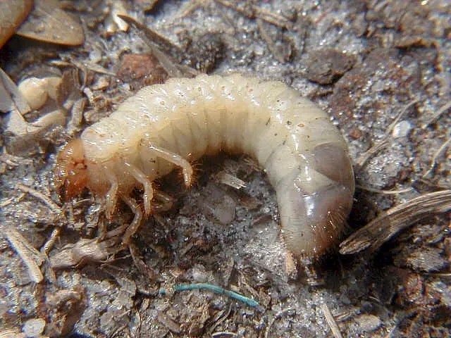 Reliable outdoor landscaping experts serving Belleville, MI - Turf Pro