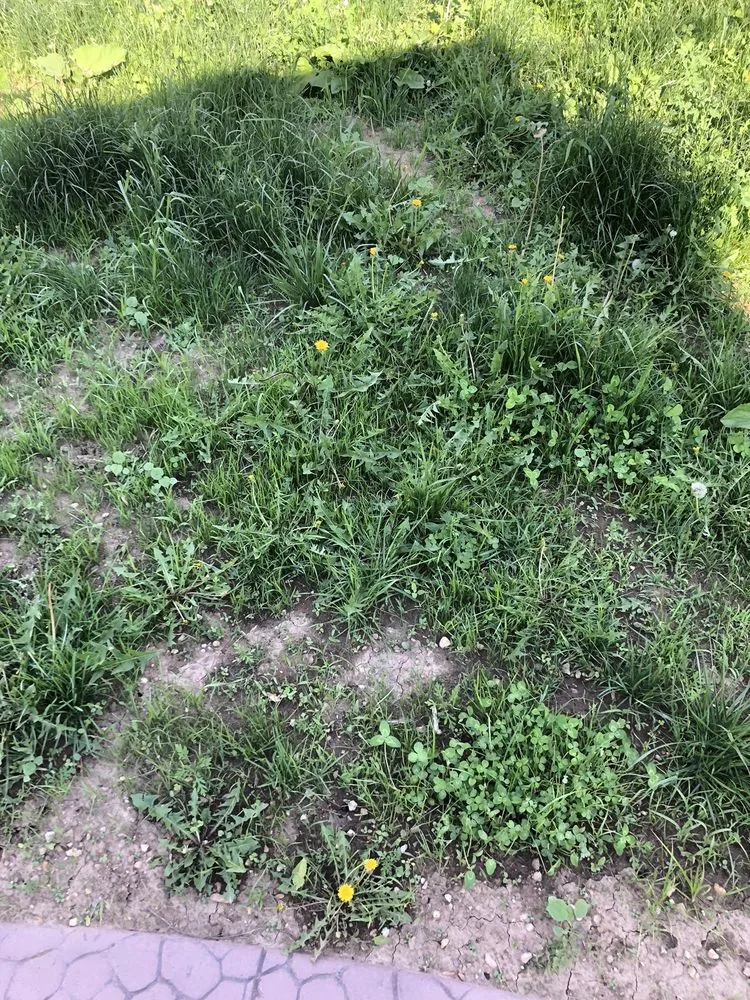 Affordable yard cleanup service in Green Bay, WI - Turf Pro Lawncare & Snow Removal