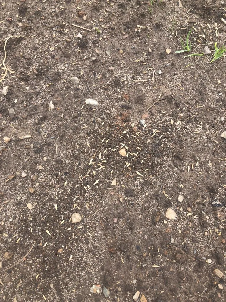 Trusted landscaping services near you in Green Bay, WI by Turf Pro Lawncare & Snow Removal