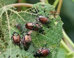 Local yard maintenance for homes across Louisville, KY - Turf Pro Outdoor Solutions