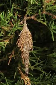 Expert lawn care service in Louisville, KY by Turf Pro Outdoor Solutions