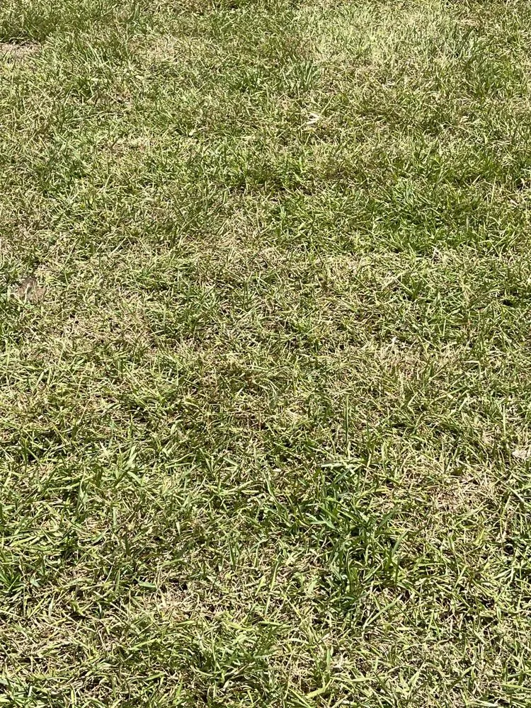 Expert landscaping services with custom design in Palm Coast, FL by Turf Savers Landscape