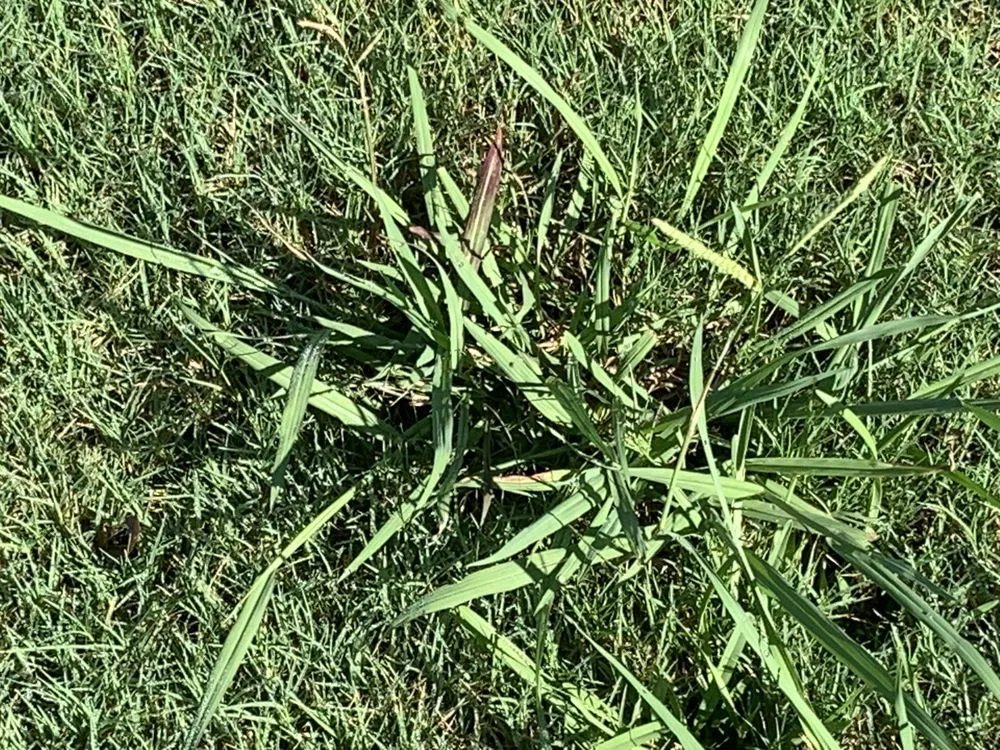 Reliable yard maintenance in Norcross, GA by Turf Shield