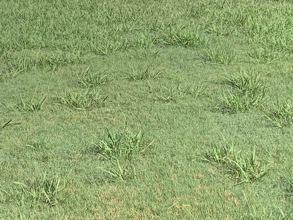 Top-rated yard maintenance in Norcross, GA by Turf Shield