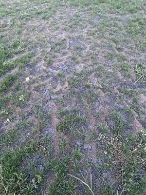 Turf Tamers Lawncare And Landscaping Logo