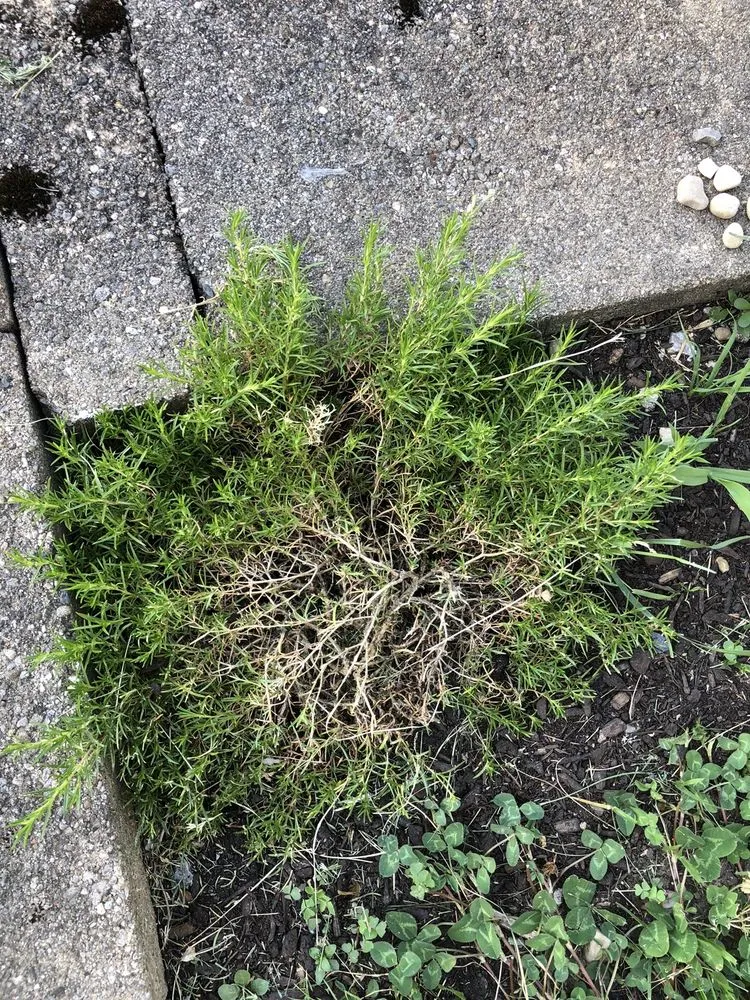 Top-rated lawn care service in Centerville, OH - Turf Team Lawn Care